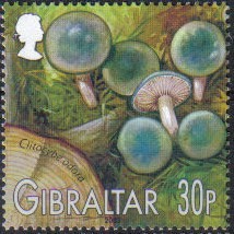 Colnect-1849-596-Clitocybe-odara.jpg