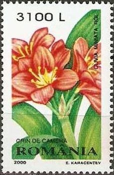 Colnect-756-949-Clivia-miniata.jpg