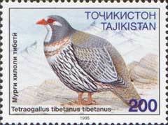 Colnect-1098-640-Tibetan-snowcock-Tetraogallus-tibetanus.jpg