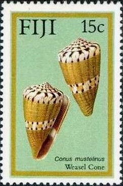 Colnect-1690-032-Weasel-Cone-Conus-mustelinus-.jpg