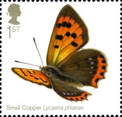 Colnect-1893-243-Small-Copper-Lycaena-phlaeas.jpg