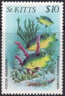 Colnect-3680-270-Cocoa-damselfish.jpg