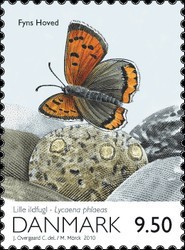 Colnect-475-525-Common-Copper-Lycaena-phlaeas.jpg