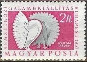 Colnect-596-302-Magyar-Fantail-Columba-livia-forma-domestica.jpg