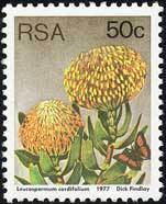 Leucospermum-cordifolium.jpg