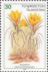 Colnect-1100-314-Crocus-korolkowi.jpg