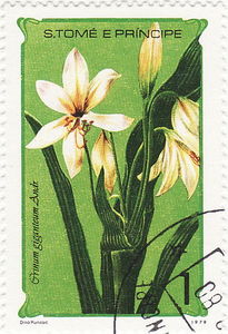 Colnect-1398-513-Crinum-giganteum.jpg