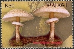 Colnect-1458-435-Macrolepiota-procera.jpg