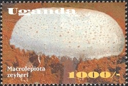 Colnect-1714-364-Macrolepiota-zeyheri.jpg