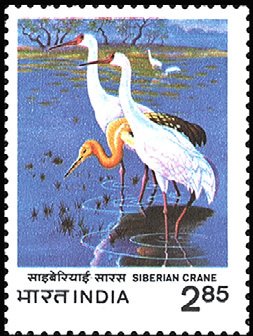 Colnect-2523-671-Siberian-Crane-Grus-leucogeranus-.jpg