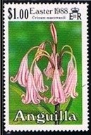 Colnect-2892-621-Crinum-macowanii.jpg