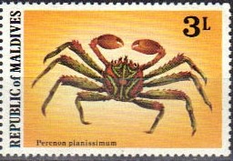 Colnect-844-970-Flat-Rock-Crab-Percnon-planissimum.jpg