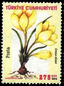 Colnect-975-888-Crocus-olivieri.jpg