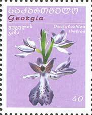 Colnect-1106-129-Dactylorhiza-iberica.jpg