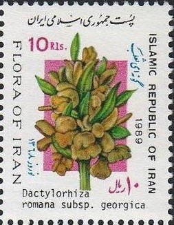 Colnect-2121-028-Dactylorhiza-nomana.jpg