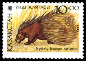 Hystricidae_leucura_satunini.jpg