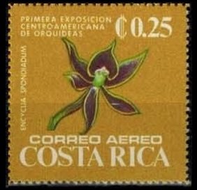 Colnect-4811-400-Encyclia-spondiadum.jpg