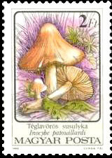 Colnect-941-832-Inocybe-patouillardi.jpg