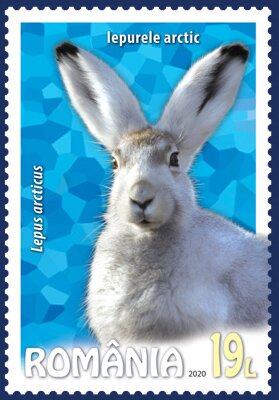 Colnect-6456-843-Arctic-Hare-Lepus-arcticus.jpg