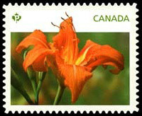 Colnect-2414-058-Daylilies-orange.jpg