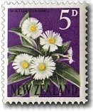 Colnect-447-519-Mountain-Daisy-Celmisia-coriacea.jpg