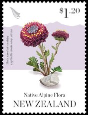 Colnect-5588-782-Black-scree-button-daisy-Leptinella-atrata-subspatrata.jpg