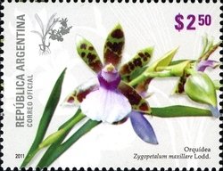 Colnect-1426-239-Orchid-Lodd-Zygopetalum-maxillare.jpg