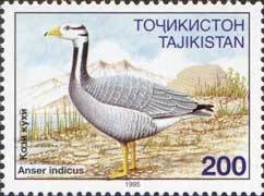 Colnect-1098-643-Bar-headed-goose-Anser-indicus.jpg