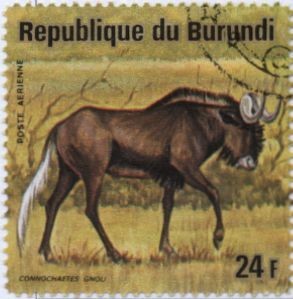 Colnect-1324-118-Black-Wildebeest-Connochaetes-gnou.jpg