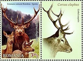 Colnect-1398-564-Red-Deer-Cervus-elaphus.jpg