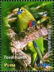 Colnect-1584-583-Scarlet-shouldered-Parrotlet-Touit-huetii.jpg