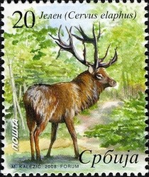 Colnect-496-286-Red-Deer-Cervus-elaphus.jpg