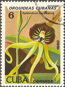 Colnect-660-313-Epidendrum-cochleatum.jpg