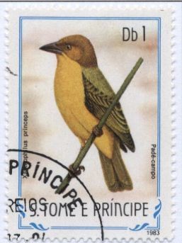 Colnect-953-871-Principe-Golden-Weaver-Ploceus-princeps.jpg