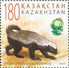 Colnect-1001-991-Honey-Badger-Mellivora-capensis.jpg