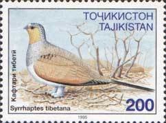 Colnect-1098-638-Tibetan-sandgrouse-Syrrhaptes-tibetana.jpg