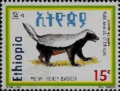 Colnect-3322-238-Honey-Badger-Mellivora-capensis.jpg