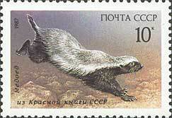 Colnect-588-757-Honey-Badger-Mellivora-capensis.jpg