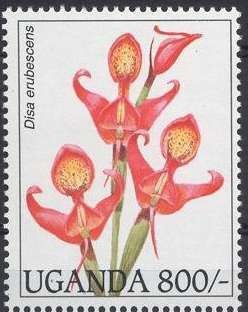 Colnect-1420-638-Disa-eurebescens.jpg