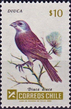 Colnect-4704-362-Common-Diuca-Finch-Diuca-diuca.jpg