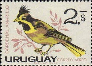 Colnect-491-713-Yellow-Cardinal-Gubernatix-cristata.jpg