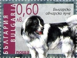 Colnect-1399-003-Karakachan-Dog-Canis-lupus-familiaris.jpg