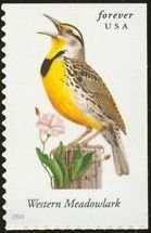 Colnect-2170-422-Western-Meadowlark-Sturnella-neglecta.jpg