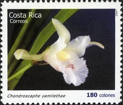 Colnect-1723-394-Chondroscaphe-yamilethae.jpg