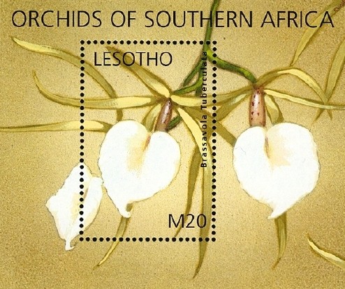 Colnect-1618-175-Orchids-of-Southern-Africa.jpg