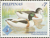 Colnect-2875-847-Shelduck-Tadorna-tadorna.jpg