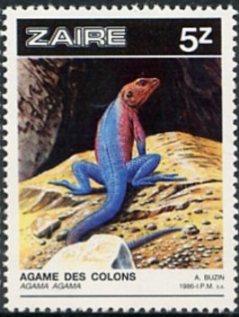 Colnect-1132-612-Red-headed-Rock-Agama-Agama-agama.jpg