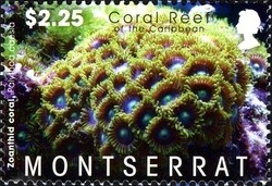 Colnect-1524-044-Zoanthid-Coral-Palythoa-caesia.jpg