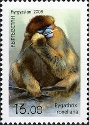 Colnect-1535-177-Golden-Snub-nosed-Monkey-Rhinopithecus-roxellana.jpg