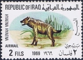 Colnect-1536-107-Striped-Hyena-Hyaena-hyaena.jpg